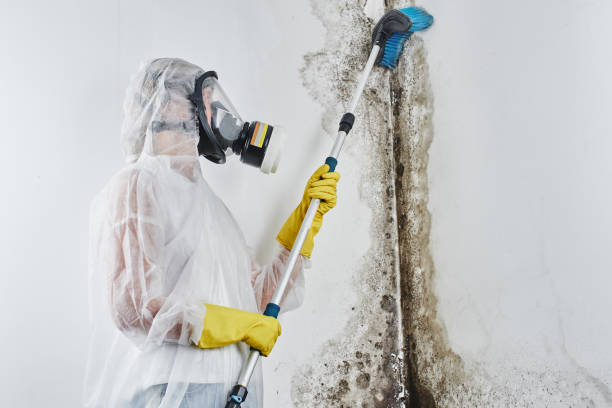 Best Crawl Space Mold Removal  in Preston, IA