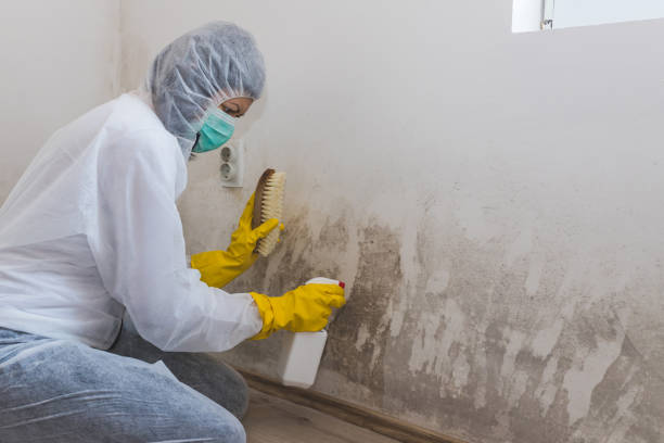 Best Attic Mold Removal  in Preston, IA
