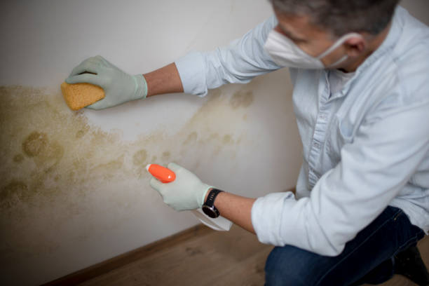 Best Mold Inspection  in Preston, IA