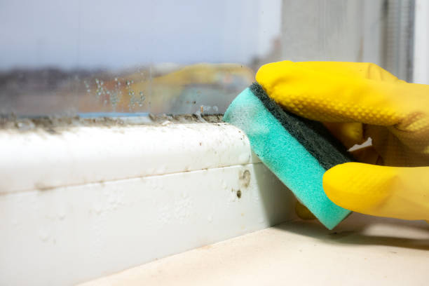 Best Toxic Mold Removal  in Preston, IA