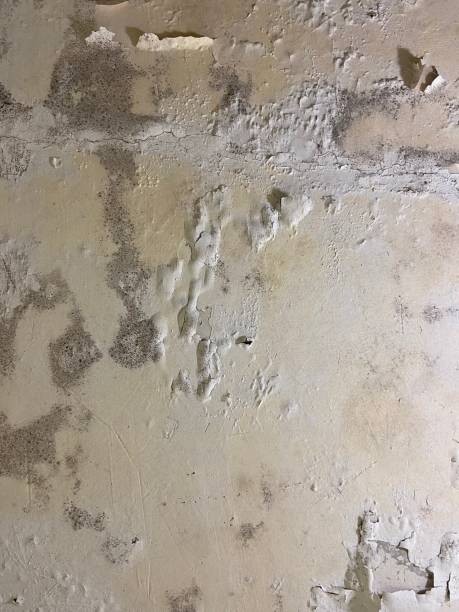 Best Emergency Mold Removal  in Preston, IA