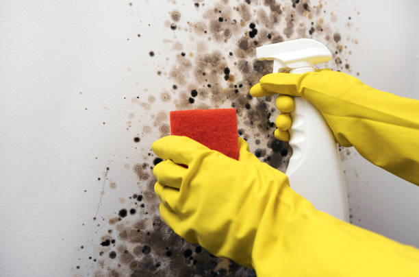 Attic Mold Removal in Preston, IA