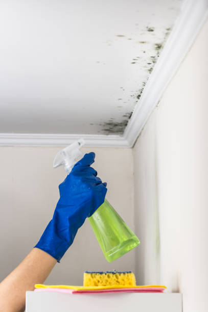Best Professional Mold Removal  in Preston, IA