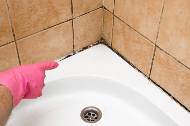 Best Home Mold Removal  in Preston, IA